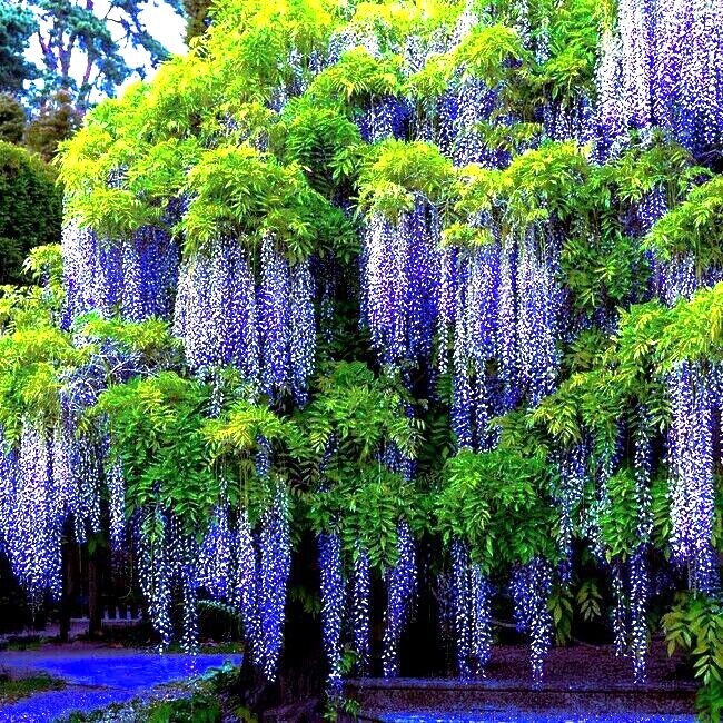 5 Chinese Blue Wisteria sinensis Tree Seeds Fast Climber Flower Vine Hardy Plant gallery