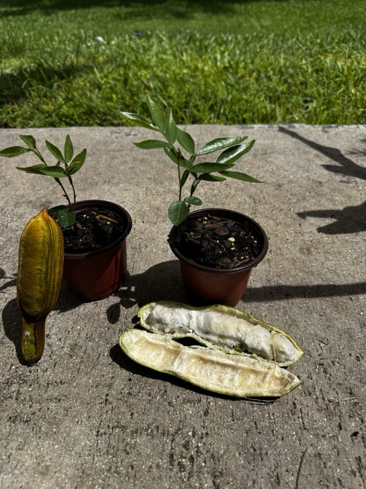 Inga spectabilis Plant 3-9 Inches (Ice Cream Bean) Live Tropical Tree Fastgrower gallery
