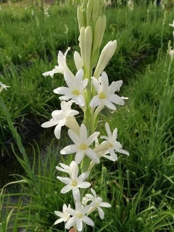7 Single Mexican Tuberose Polianthes Lily SMALL BULBS~Fragrant~Heat Hardy gallery
