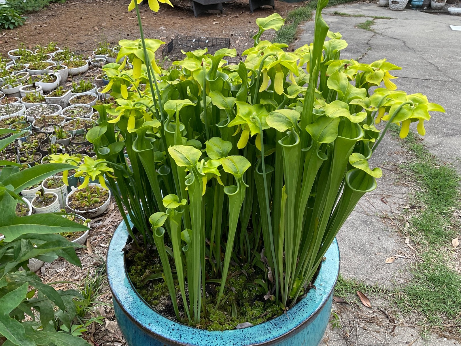Sarracenia Pitcher Plant Seeds-100+ Maxsea Plant Food gallery