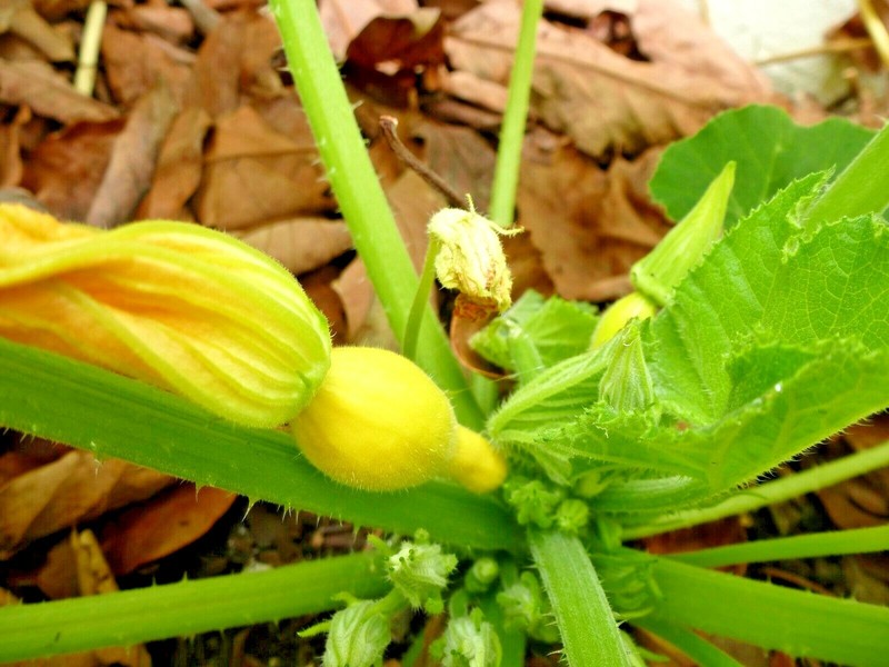 41+CROOKNECK SQUASH Seed Organic Native Heirloom Vegetable Garden Container Easy gallery