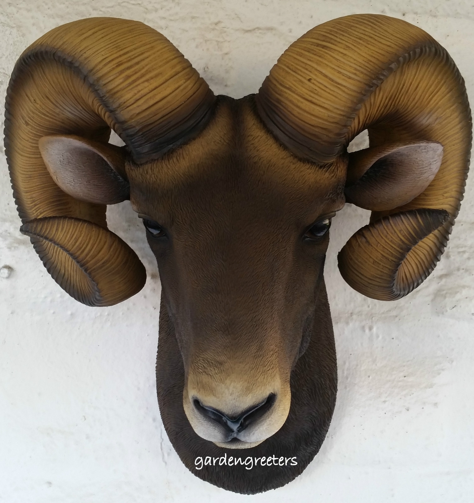 RAM HEAD WALL MOUNT BIGHORN gallery