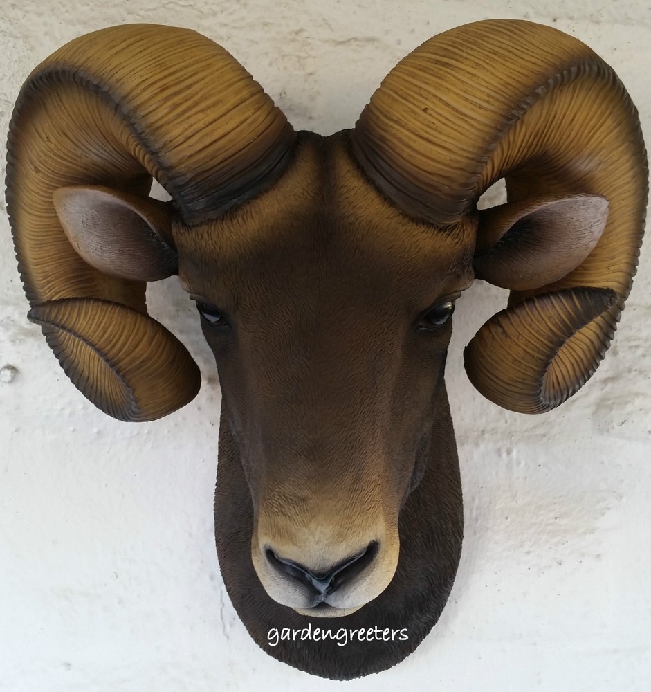 RAM HEAD WALL MOUNT BIGHORN