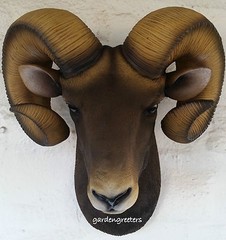 RAM HEAD WALL MOUNT BIGHORN