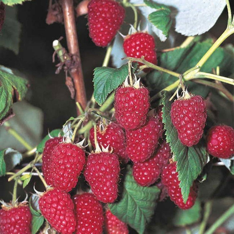 10 Raspberry Plants "Heritage" Everbearing(10 Lg Dormant BareRoot Canes)Zone 3-8 gallery