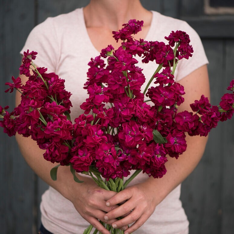 35 Ruby Stock seeds gallery