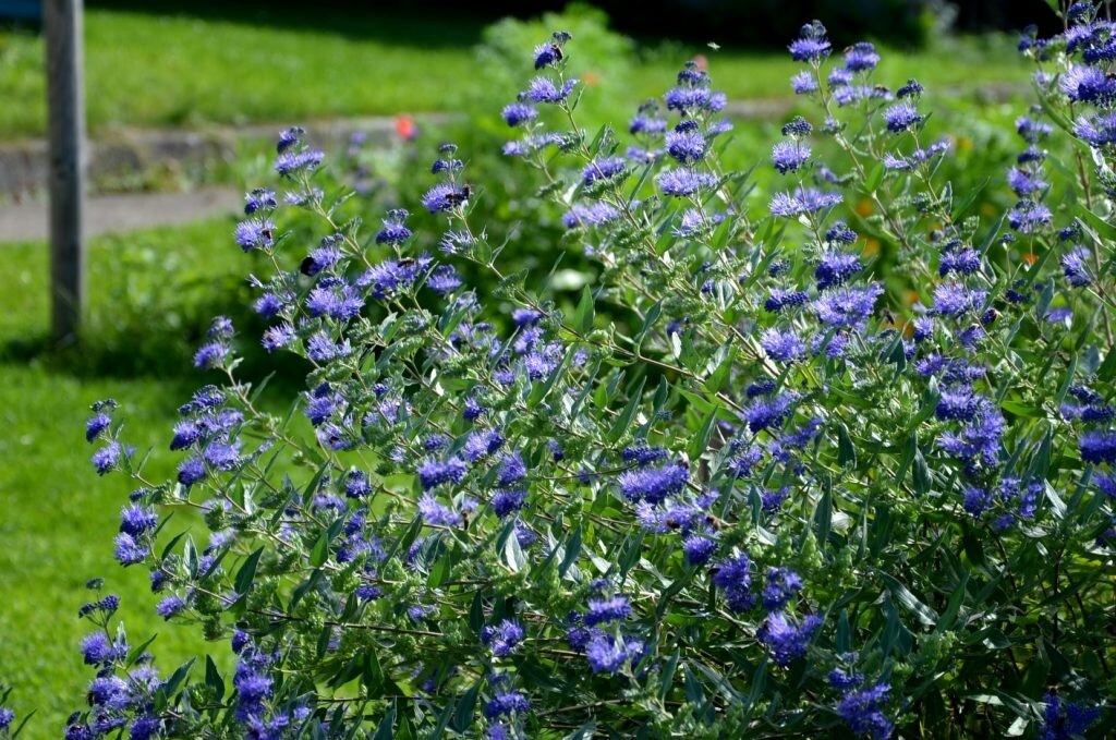 50 Seeds Bluebeard - Caryopteris clandonensis, deciduous shrub with Blue Flowers gallery