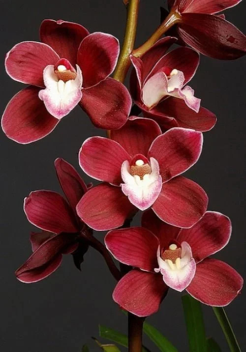 Imported Winter Preety Orchid Imported Flower Bulbs pack of 2 gallery