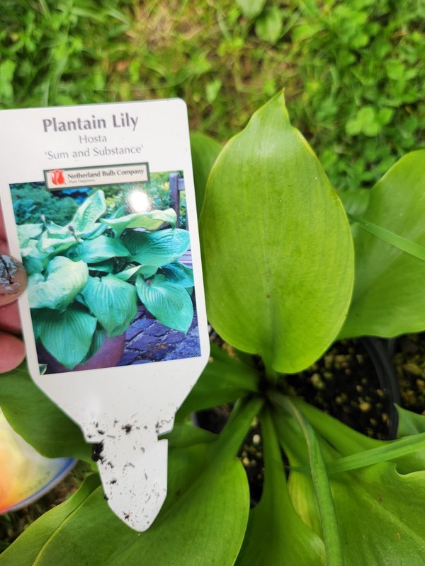 HOSTAS - Several Varieties, Healthy Live Plants, Bare Root, Large & Extra Large gallery