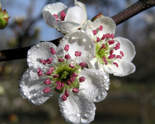 2 LIVE PLANTS HEIRLOOM MAYHAW FRUIT TREES MAY HAW APPLE HAWTHORN RED SEEDLING gallery