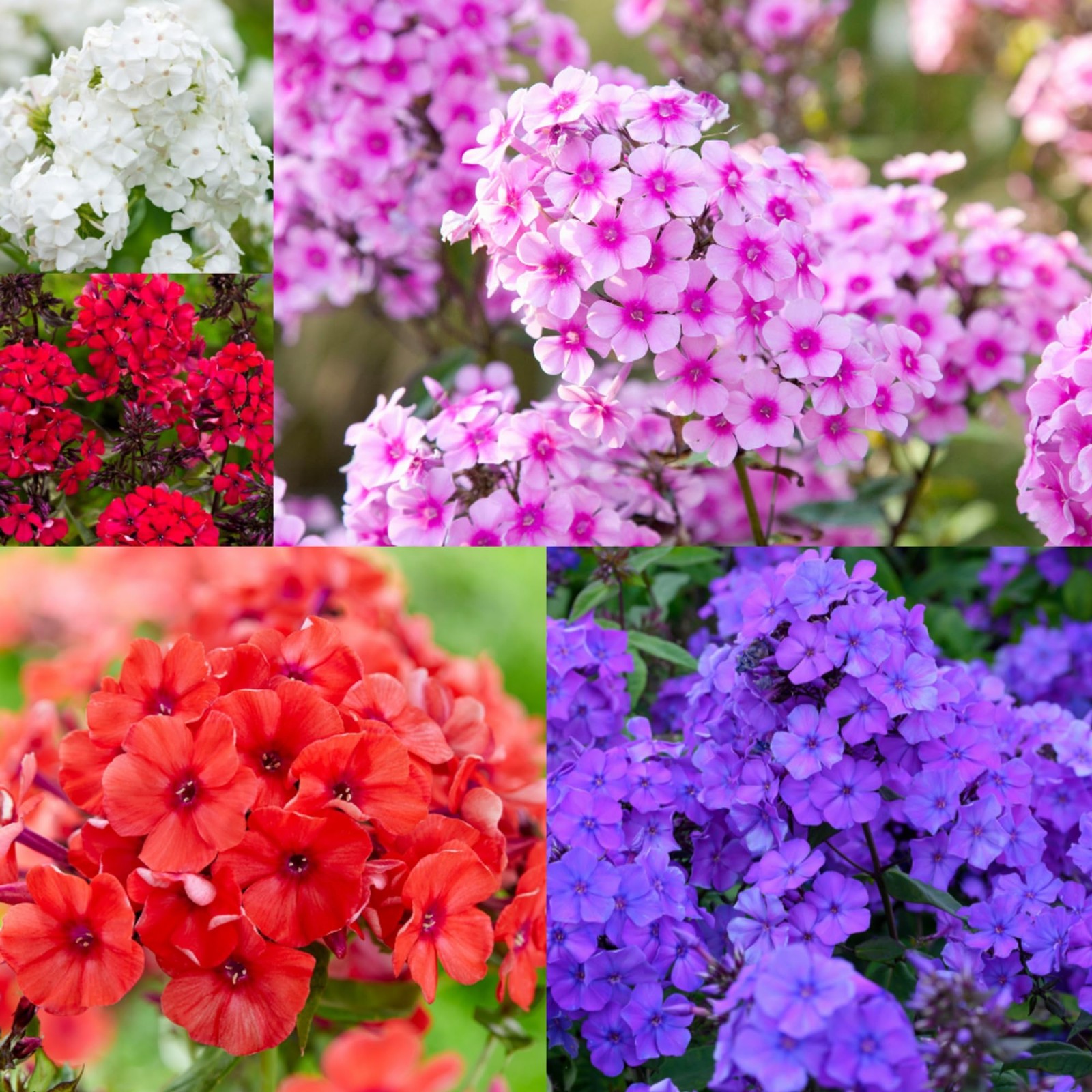 1000+ Creeping Phlox Seeds for Planting - Bright Mixed Phlox Seeds Creeping P... gallery