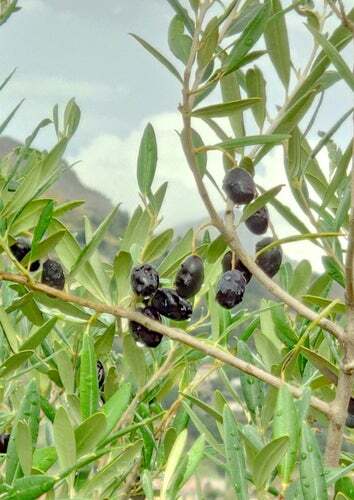 Olive Tree Seeds for Planting | 25 Seeds | Olea europaea gallery