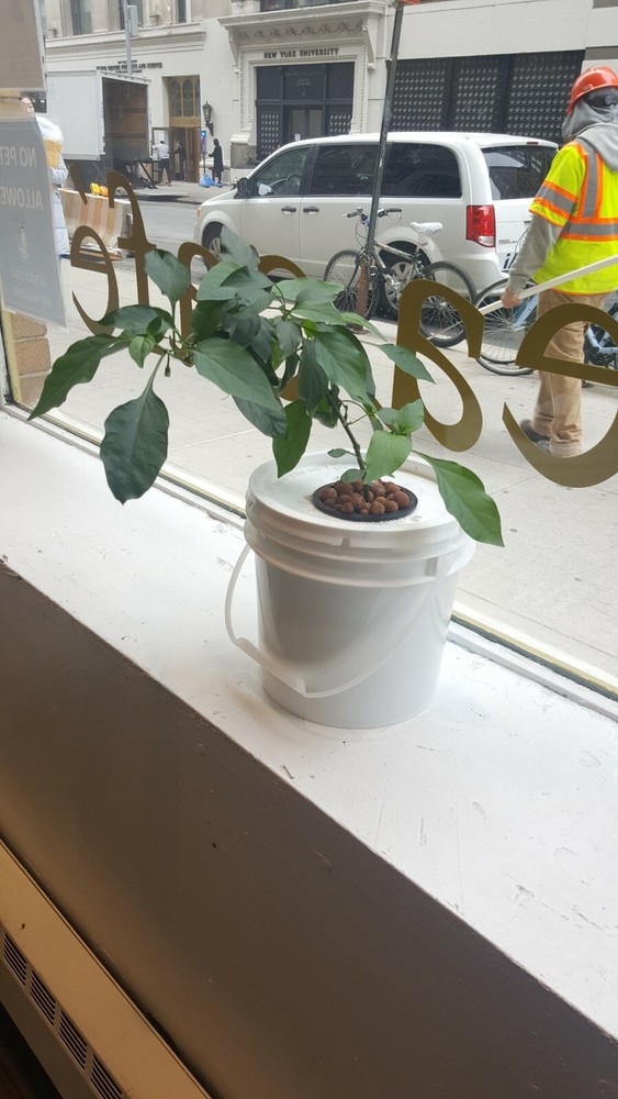 Hydroponic Grow Bucket Set with Everything Included! No Electricity Needed!