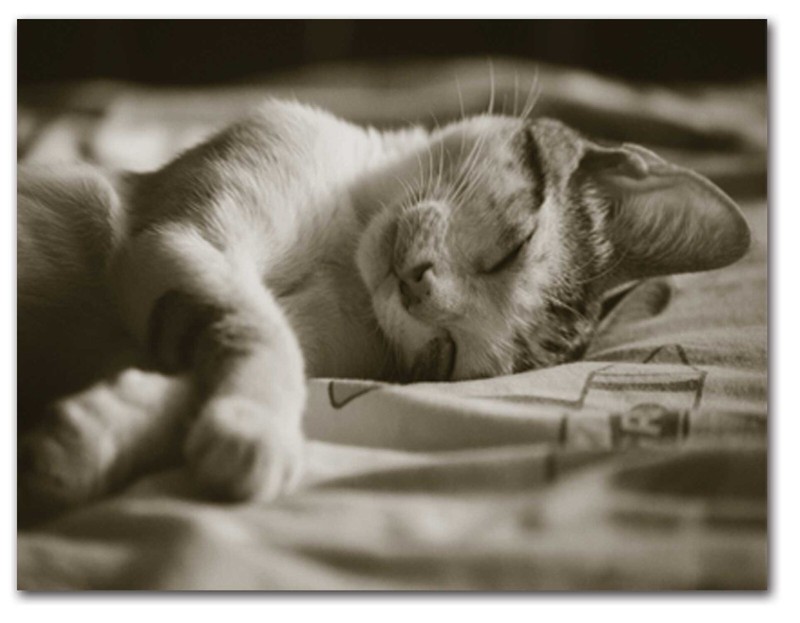 Sleeping Kittens Note Cards-Blank Inside-5.5"x4.25"-12 Pack gallery