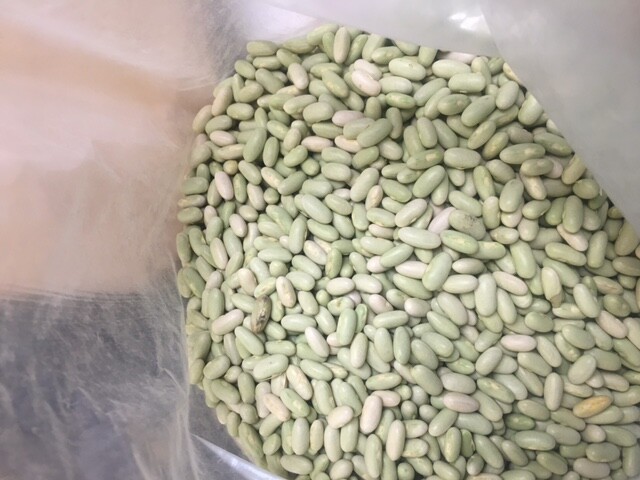 Jade Stringless Bush Bean Seeds Container friendly gallery