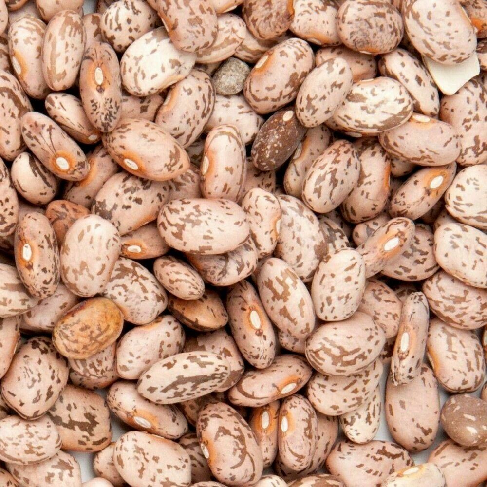 Pinto Beans gallery