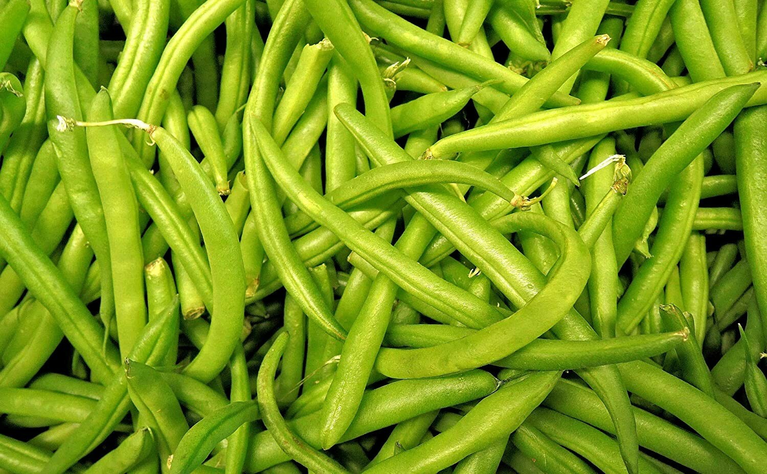 Snap Green Beans Taylor Dwarf Horticultural Green Bean Seed 50 Seeds gallery