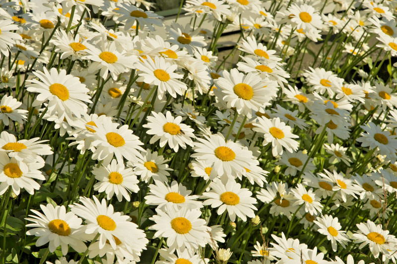 ROMAN CHAMOMILE 100 SEEDS, HERB, SLEEP, CALMING, HEALING, CHAMAEMELUM NOBILE gallery