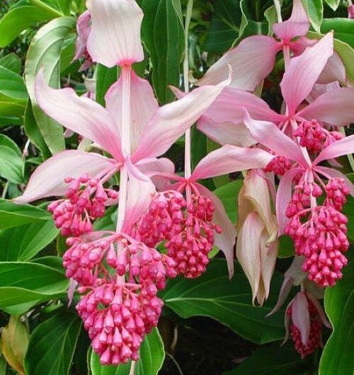 Royal CHANDALIER Magnifica Medinilla Plant~Live Well Rooted STARTER Plant~RARE gallery