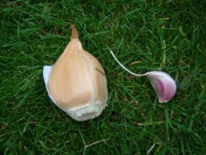Elephant Garlic Bulbs for Fall Planting in Size 3 Ounces and Color Natural wi... gallery