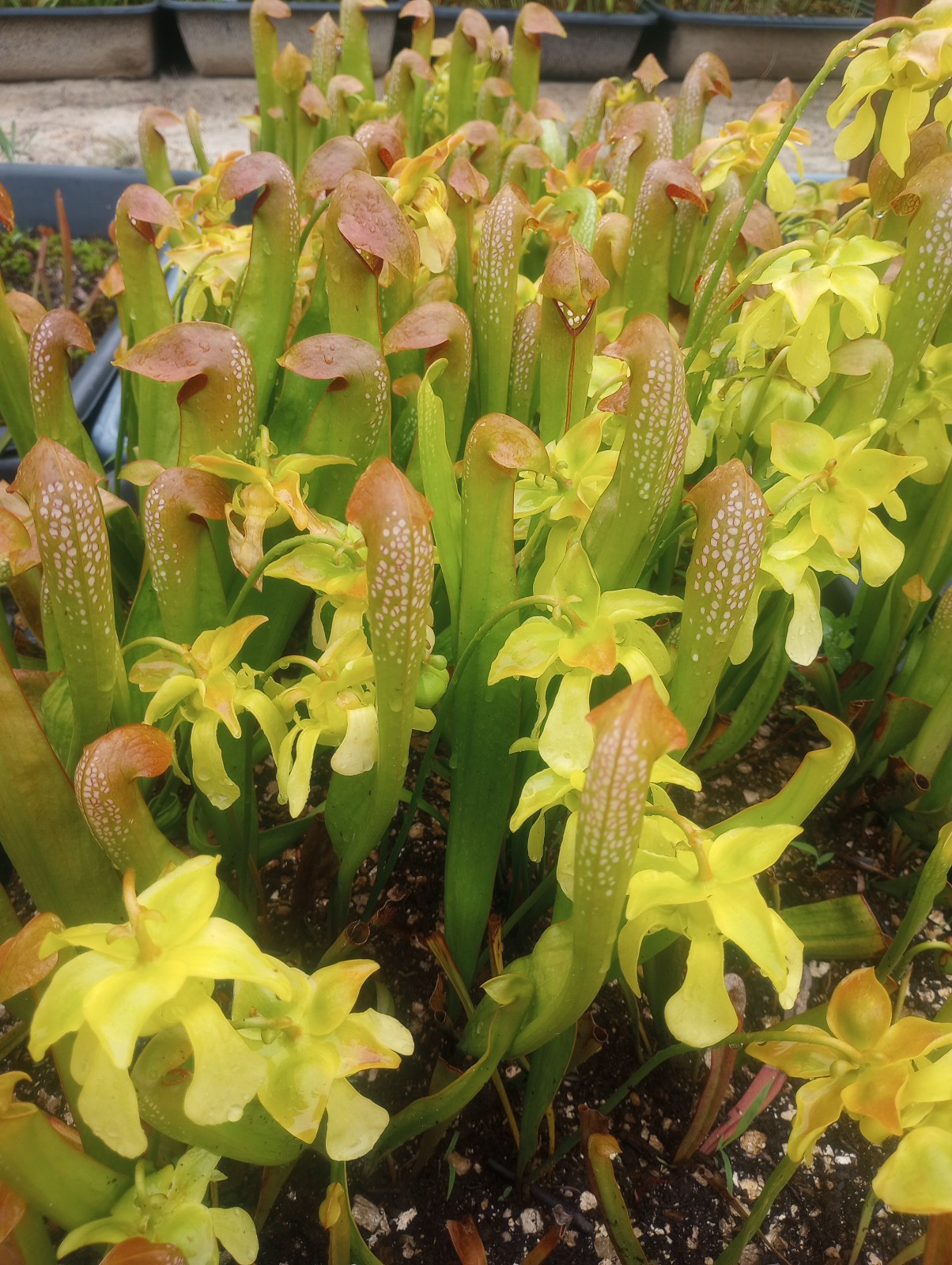 CARNIVOROUS PITCHER PLANT: Sarracenia minor gallery
