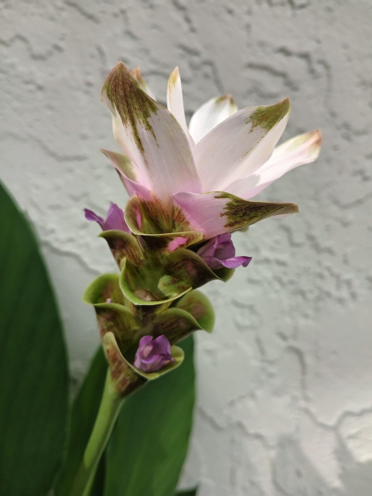 Curcuma Alismatifolia -BAREROOT Large WHITE Siam Tulip - Siam Sparkling Ginger gallery