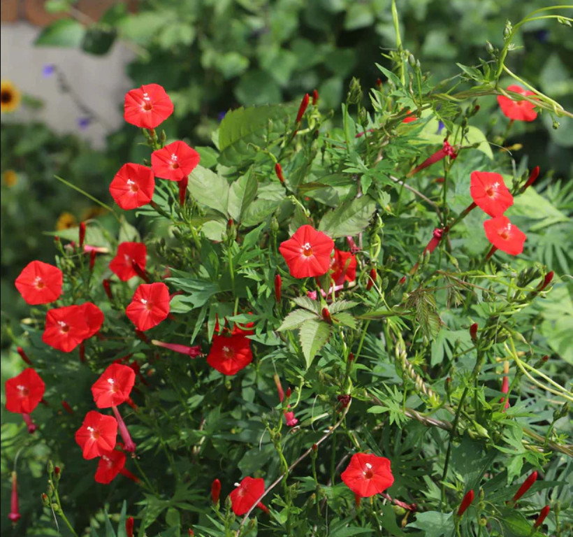 CARDINAL CLIMBER Morning Glory Red Blooms Vine Pollinator Attractor 50 Seeds! gallery