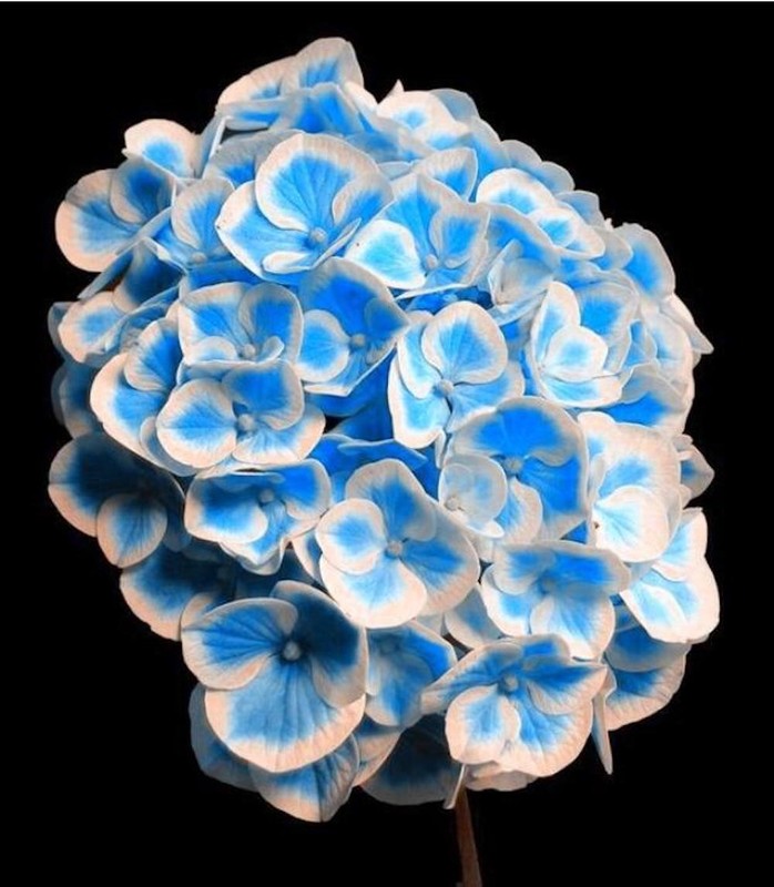 20 EXOTIC RARE HYDRANGEA SEEDS for garden bloom flower bed plant bush USA SELLER gallery