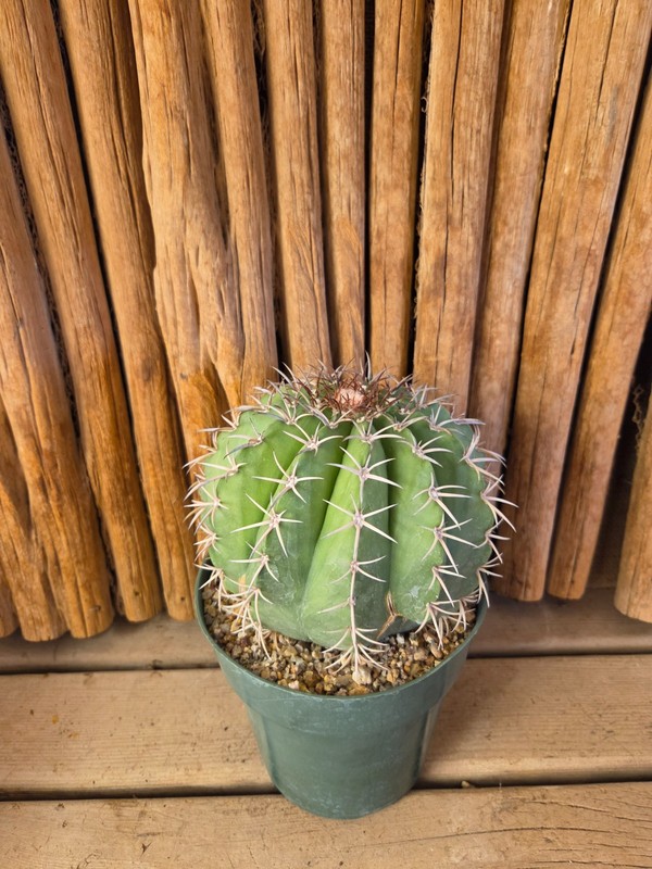 Melocactus concinnus gallery