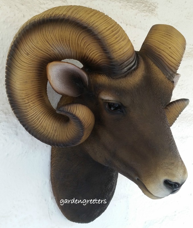 RAM HEAD WALL MOUNT BIGHORN gallery