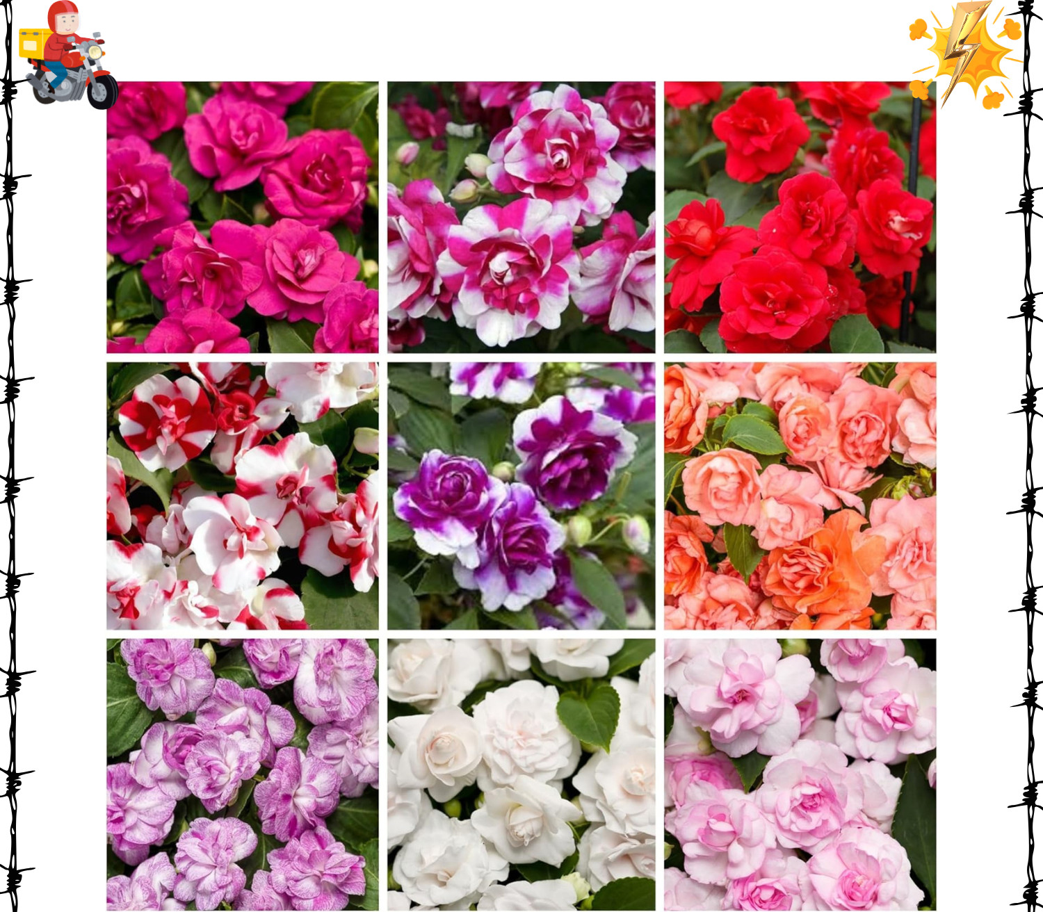 350+ Double Impatiens Seeds for Planting Perennial Annual Mixed Camellia gallery