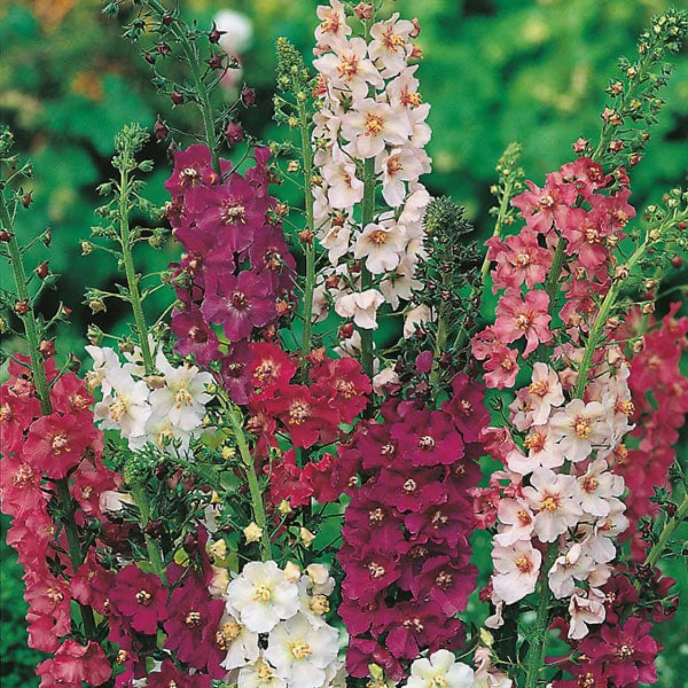 Verbascum Mullien 100 seeds gallery