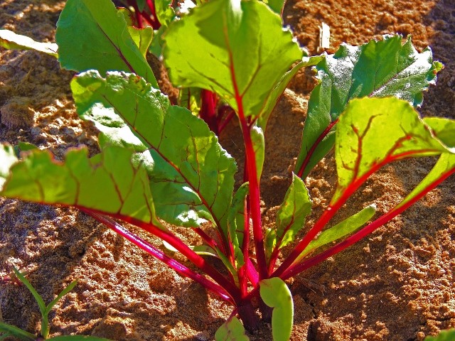 Ruby Queen Beet Seeds, NON-GMO, Mild Buttery Beet, Heirloom, FREE SHIPPING gallery