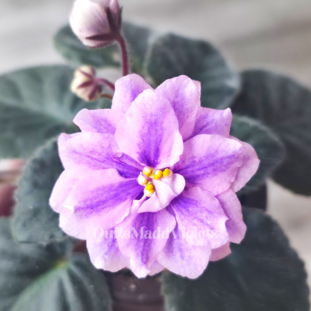Leo-British Crown -- Chimera RARE True Blooming -- African Violet Plant gallery