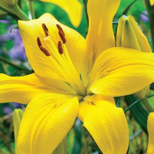 3 YELLOW COUNTY Asiatic Lily Live Flower Bulbs * ATTRACTS BUTTERFLIES gallery