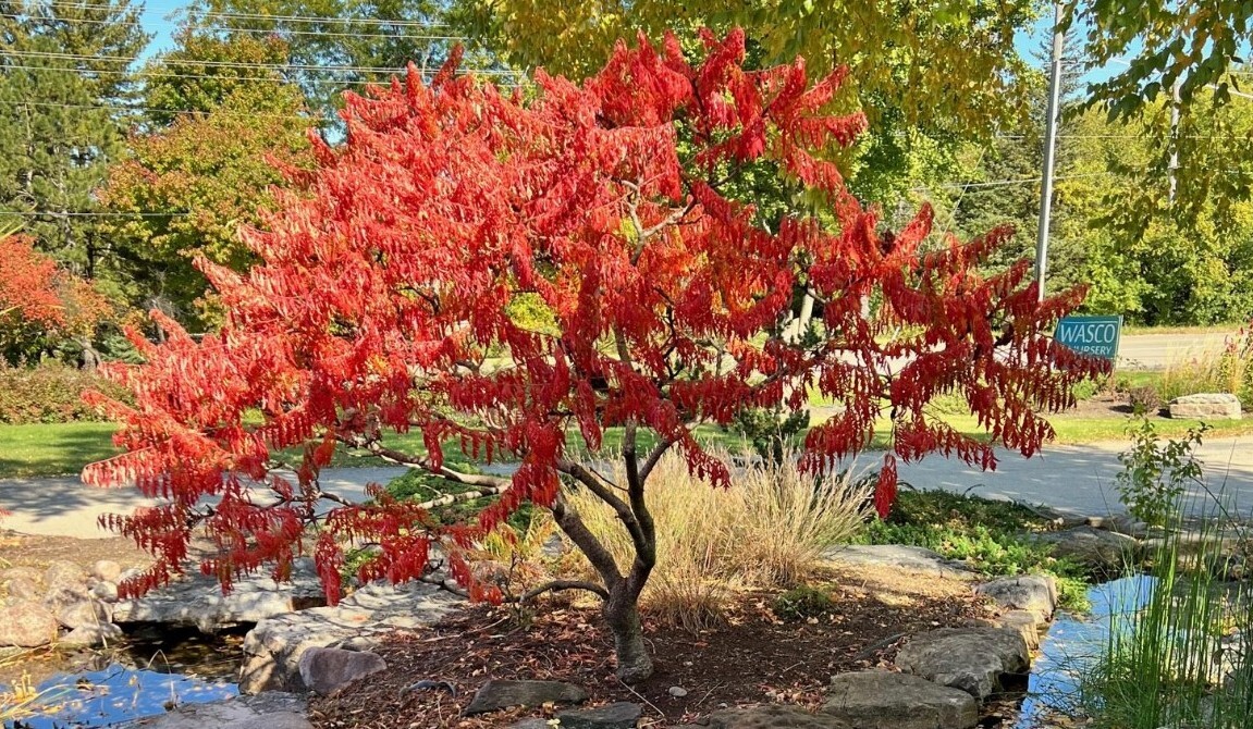 Staghorn Cutleaf Sumac 'TigerEyes' (rhus typhina) gallery