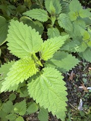 4 Live Stinging Nettle Roots, Medicinal Herb Organically Grown Ready to Plant