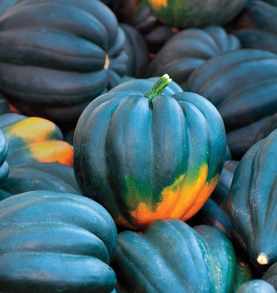 20 TABLE QUEEN ACORN WINTER SQUASH SEEDS FRESH HARVEST FOR 2024 GARDENS gallery