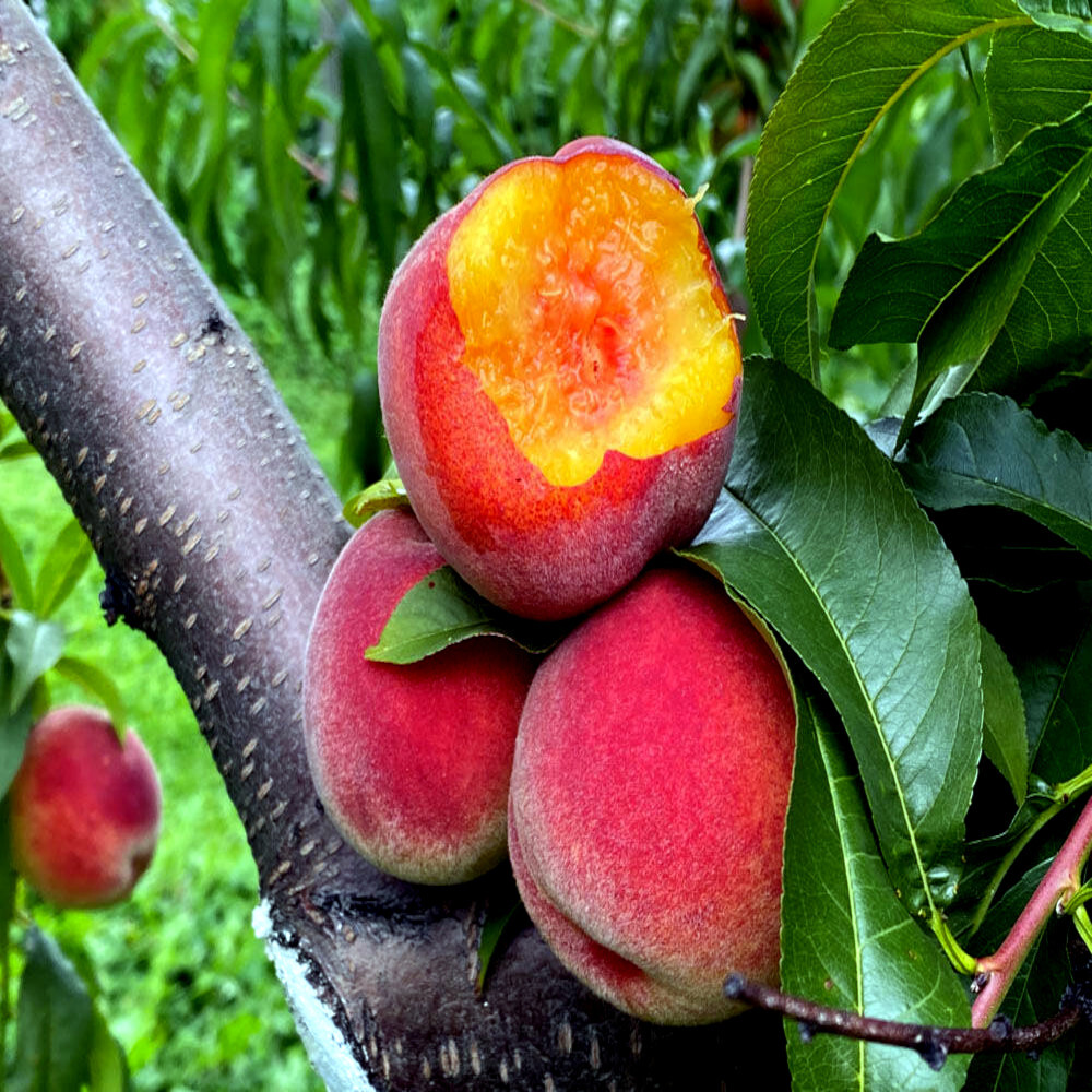 Peach Tree Seeds Dwarf Loring NEMAGUARD (Prunus persica) Fast Hardy Fruit Plant gallery