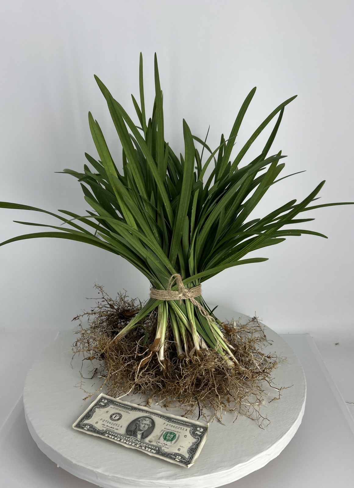 Liriope 20 Pieces Bare Root Purple Flowering Grass Plants Full Sun Or Shade! gallery