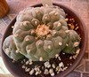 RareSucculent 15 Years Seeding Plant 5” Dia. In 6” Pot..huge tapper Root[1] gallery