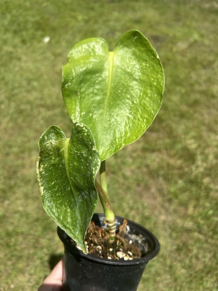 monstera mint variegated Rehab Live Plant