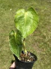 monstera mint variegated Rehab Live Plant