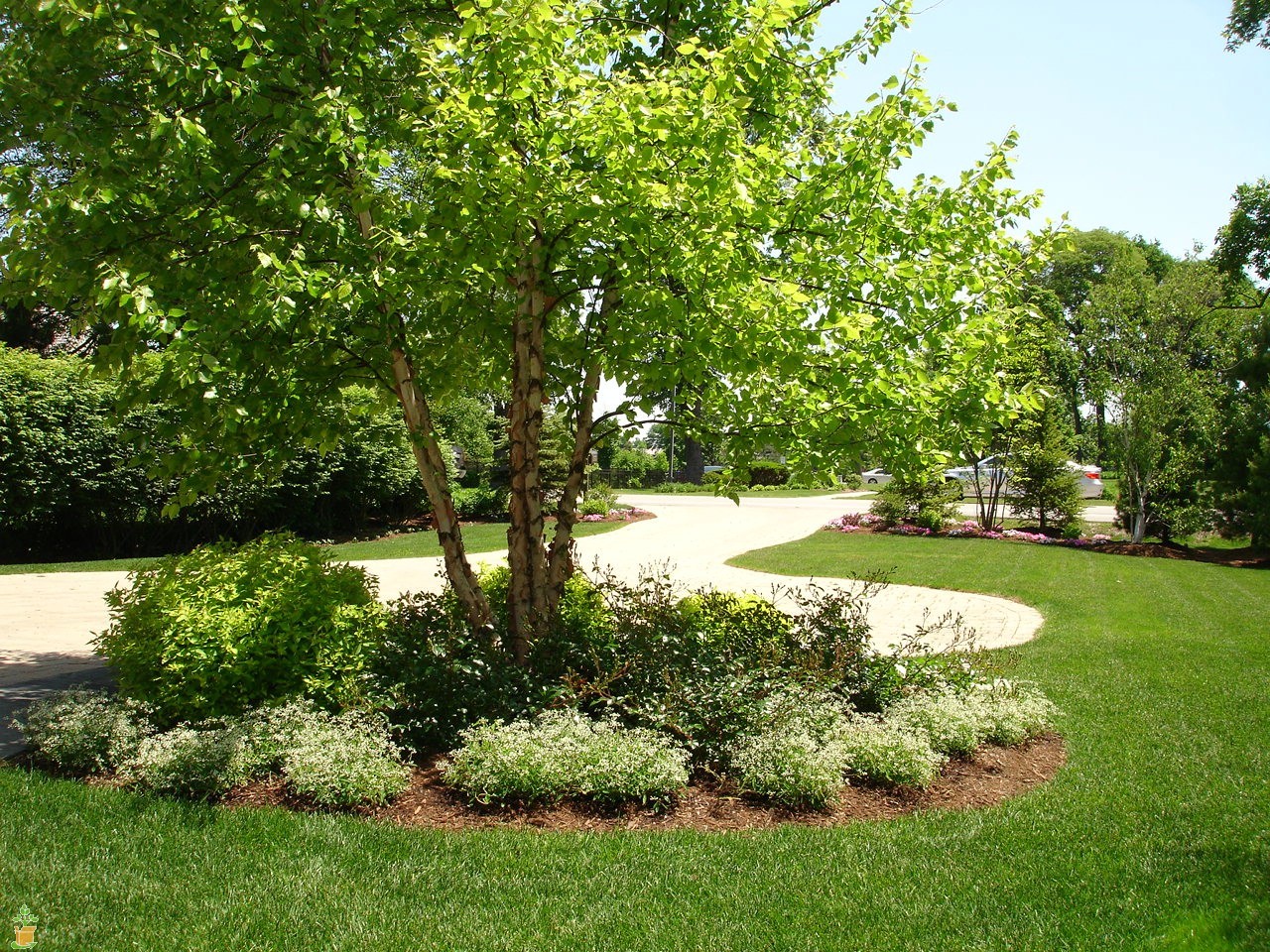 River Birch multi-stem clump tree qt pot (betulanigra) gallery