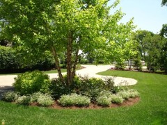 River Birch multi-stem clump tree qt pot (betulanigra)