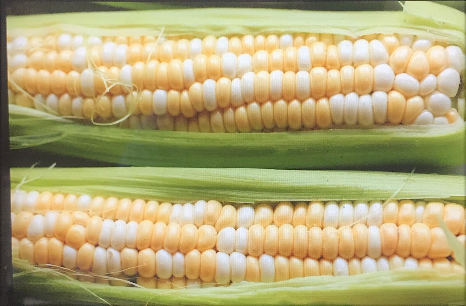 G90 Delicious Hybrid Sweet Corn Seed Bicolor Treated 1400 Seeds, 1lb 95% Germ. gallery