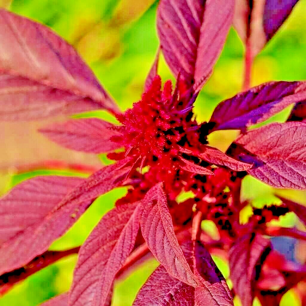 1000+ RED AMARANTH SEEDS VEGETABLE RARE GARDEN FLOWER NON-GMO HEIRLOOM HERB USA gallery