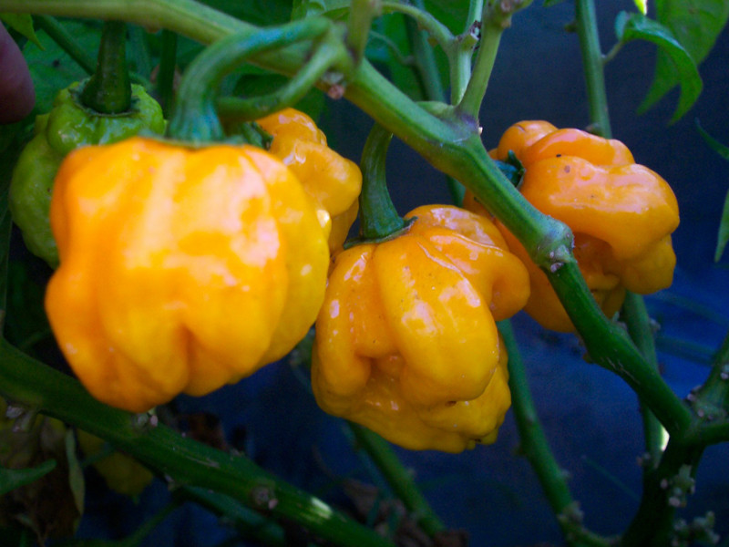 Orange Scotch Bonnet Powder | Scotch Bonnet Chili Pepper (5 size variations) gallery