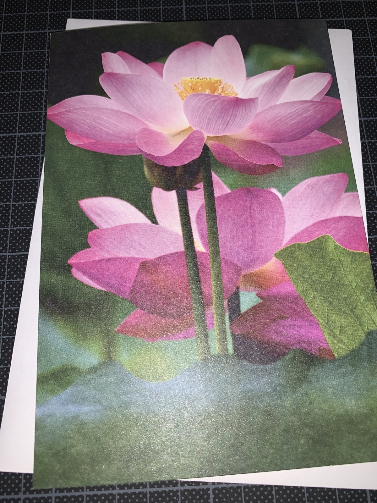 (1) American Greetings Floral Blooming Lotus Blank Card For Anyone Any Occasion gallery