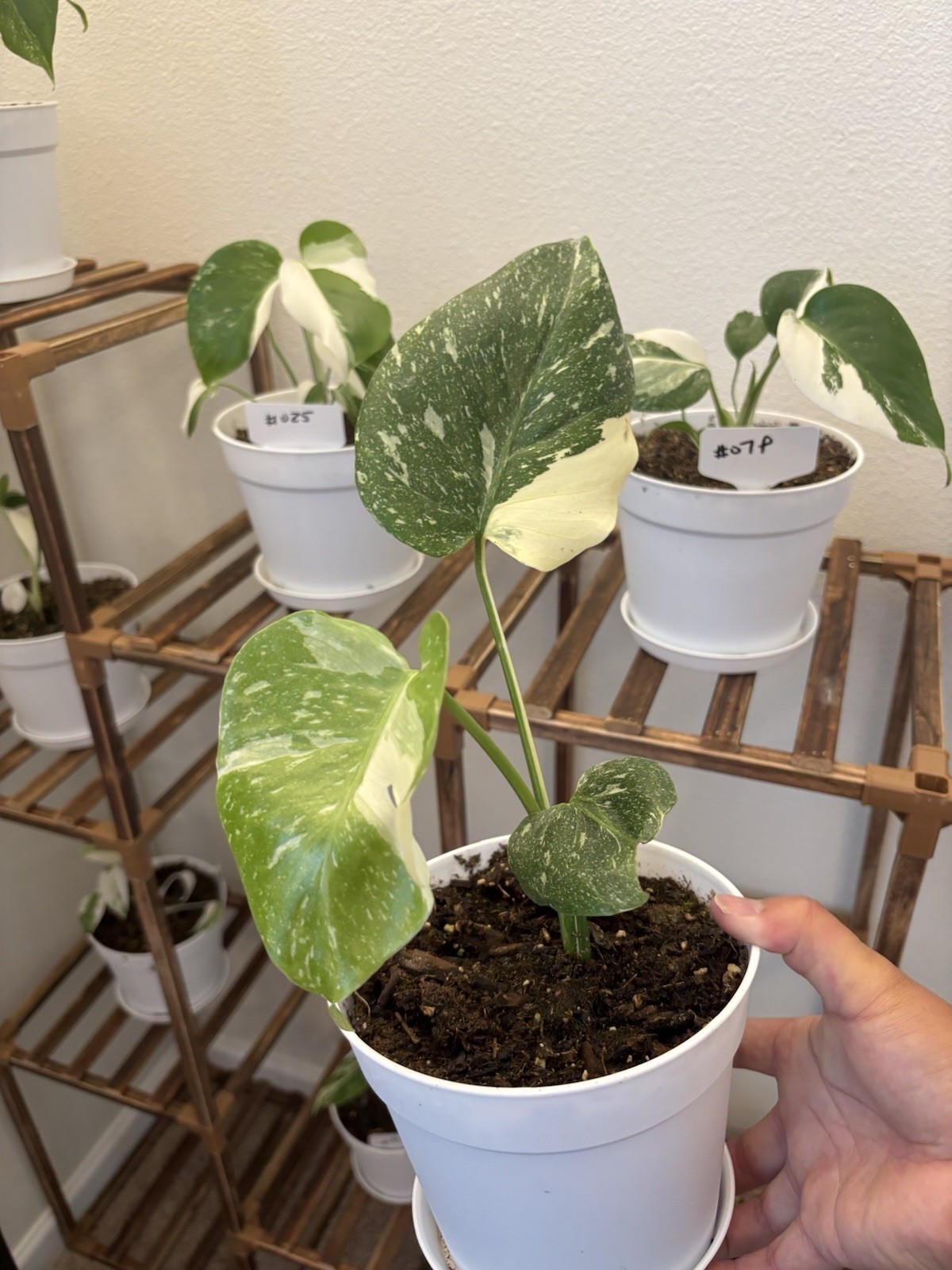 Monstera Thai Constellation 6" Pot Variegated Rare Exact Plant #060 gallery
